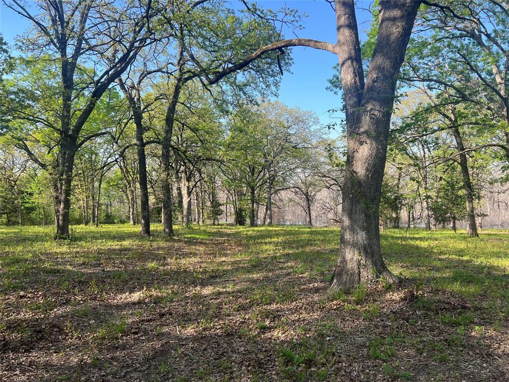 4776 County Road 2610 Bonham, TX 75418 - Photo 11 of 38 a view of a trees in a yard