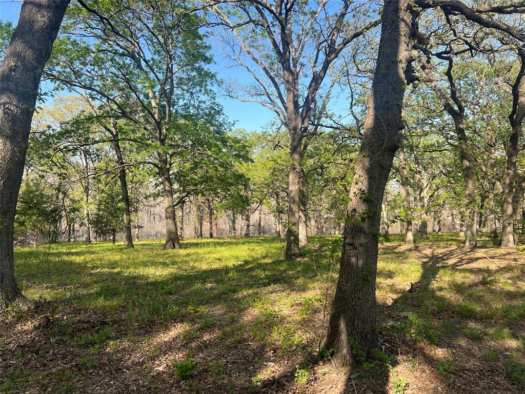 4776 County Road 2610 Bonham, TX 75418 - Photo 12 of 38 a big yard with trees