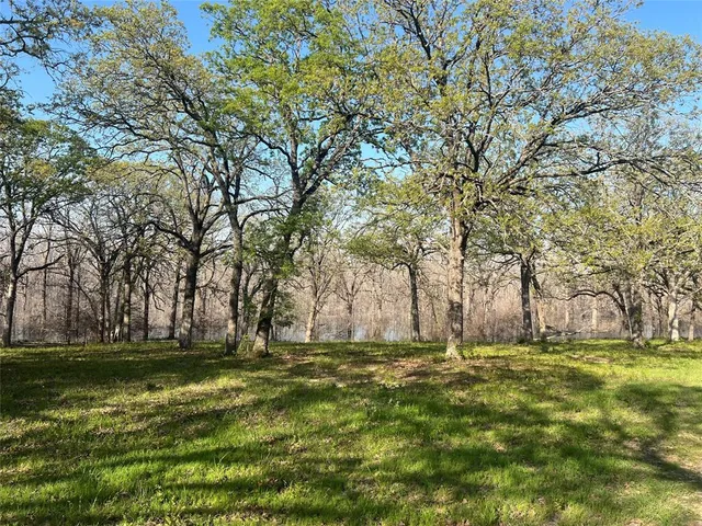 a view of a park that has large trees