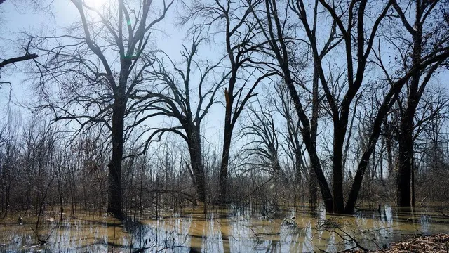 a view of lot of trees