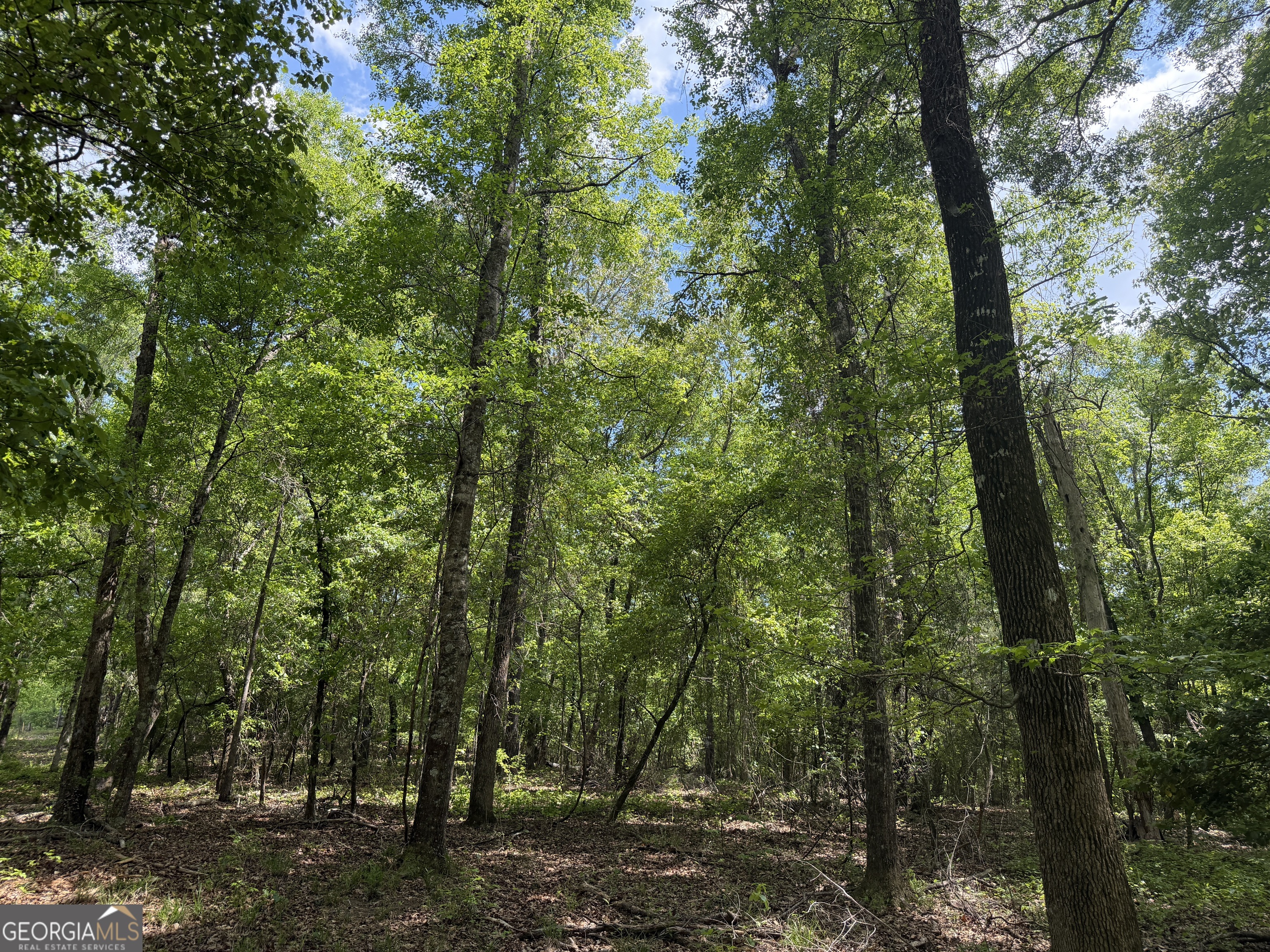 67 George Milling Road Cuthbert, GA 39840 - Photo 5 of 10