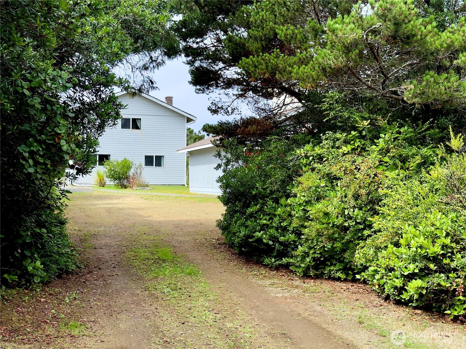 a view of a yard with plants and large trees