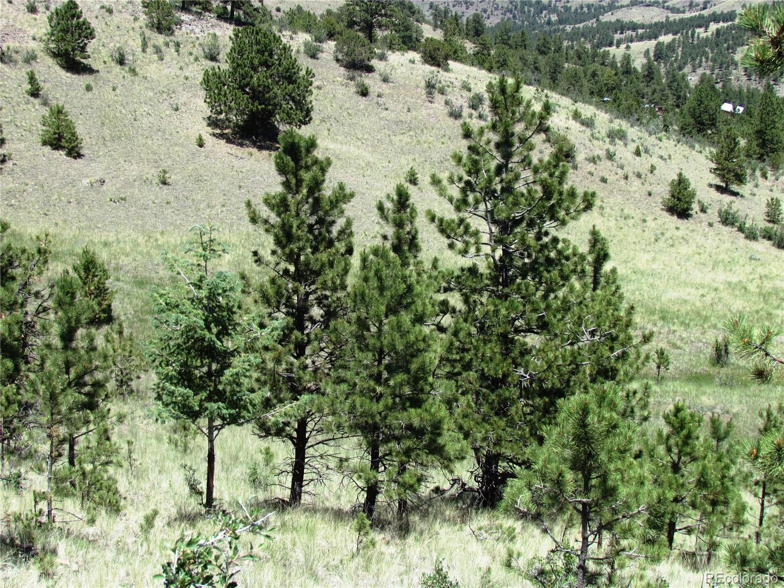 56 Witcher Mountain Road Guffey, CO 80820 - Photo 10 of 15
