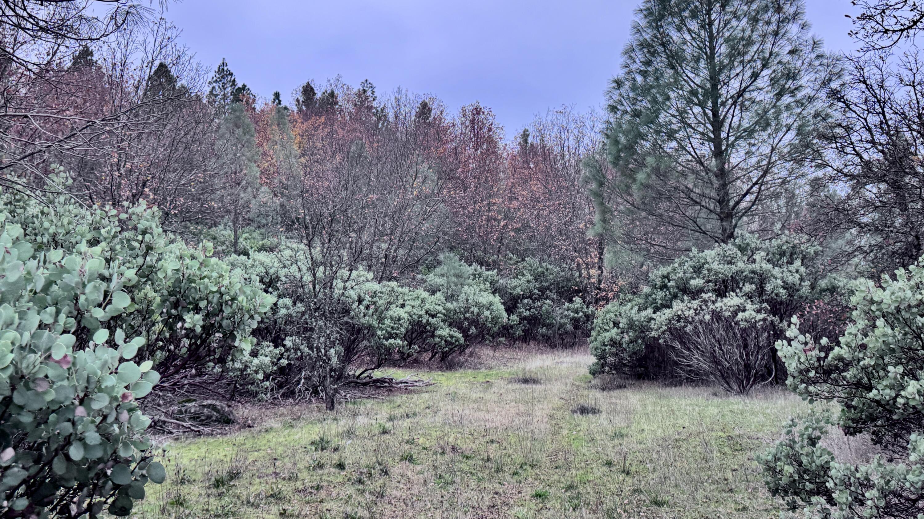 15.77 Acres Dittman Road Montgomery Creek, CA 96065 - Photo 7 of 26 FullSizeRender