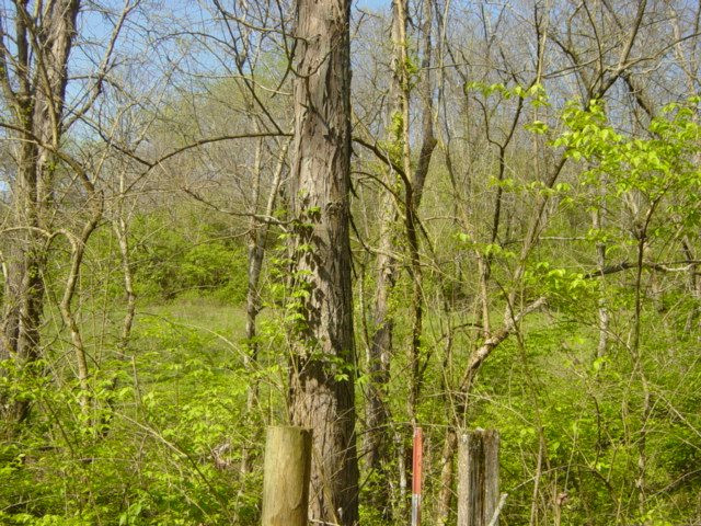 0 Augusta-dover Road Augusta, KY 41002 - Photo 13 of 21 Gallery Image 13