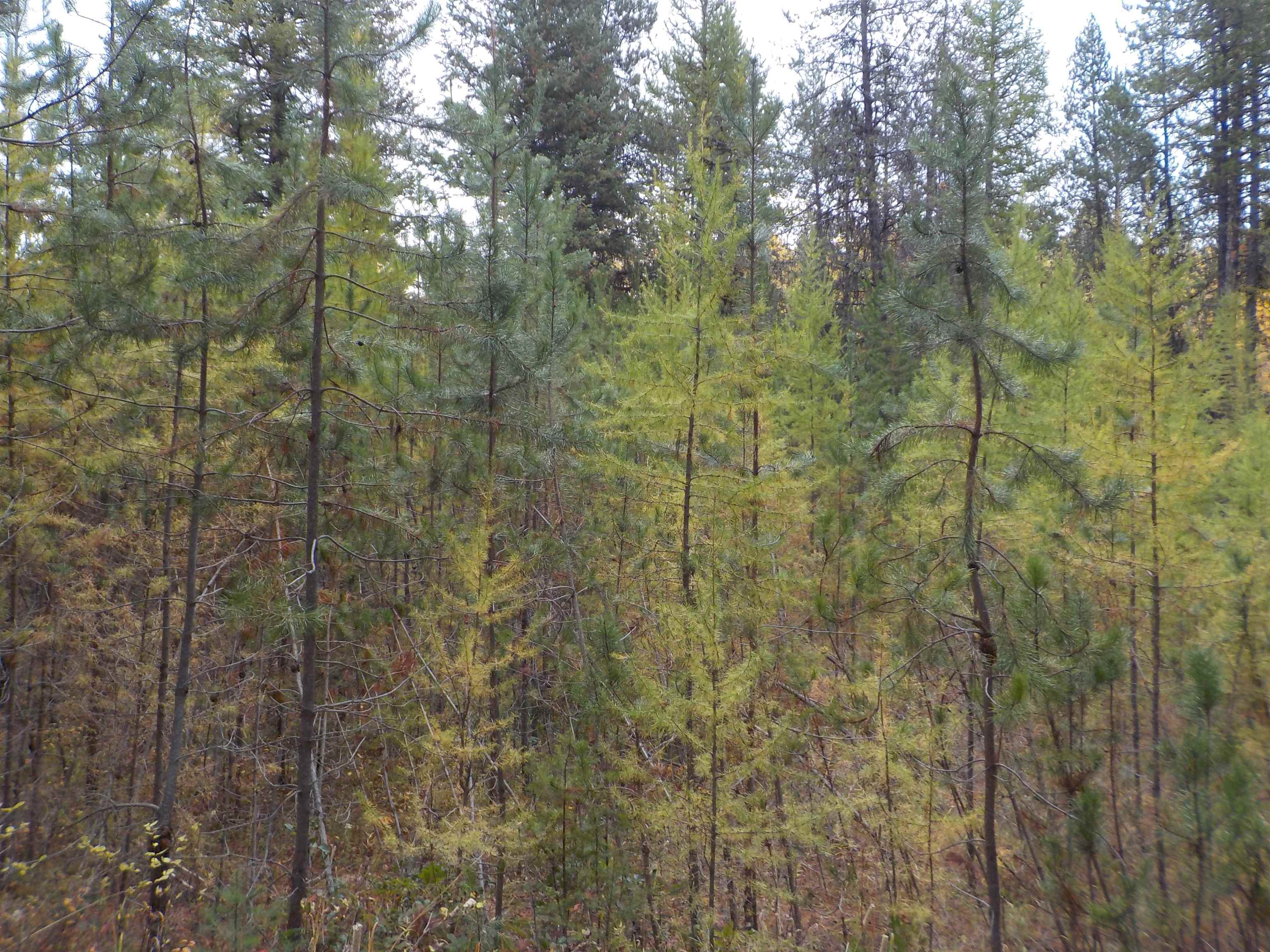 Ford/wellpenit Road Wellpinit, WA 99040 - Photo 6 of 11