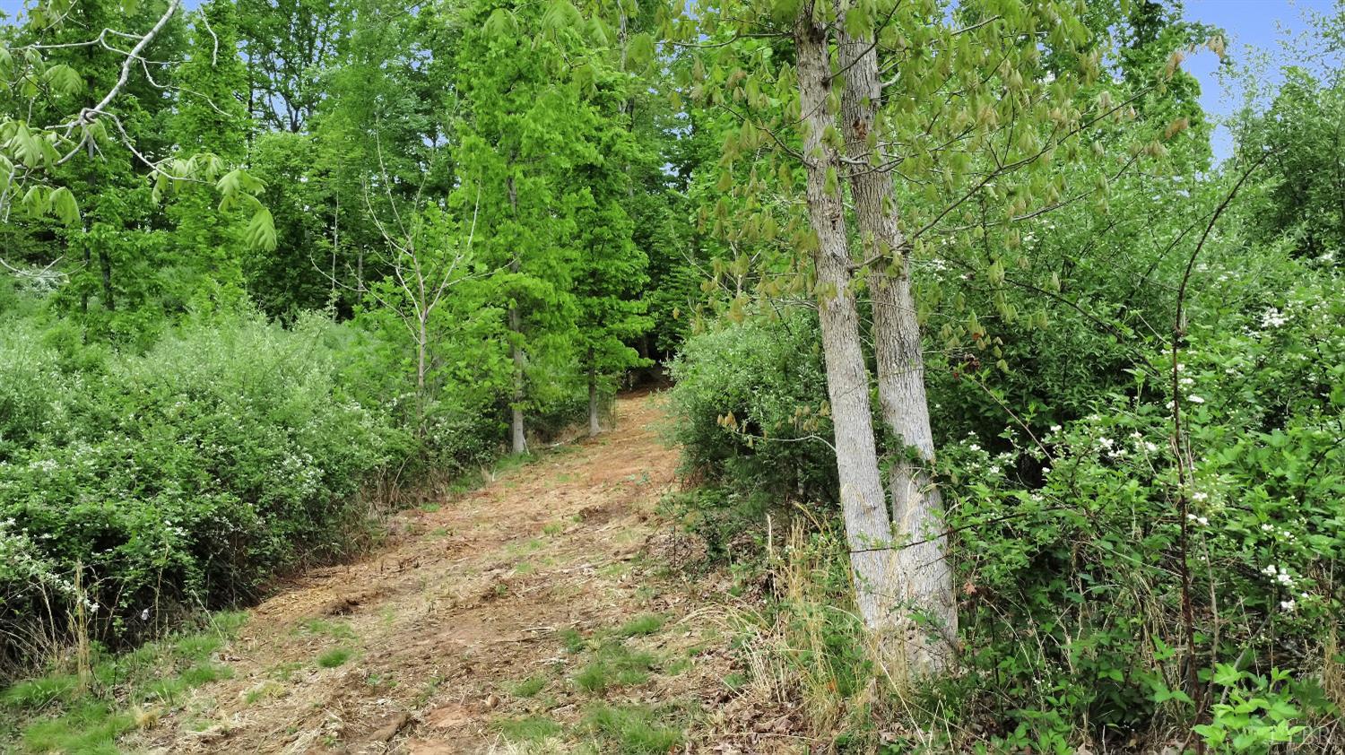 0 Skinnell Mill Road Bedford, VA 24523 - Photo 12 of 18 a view of a yard with plants