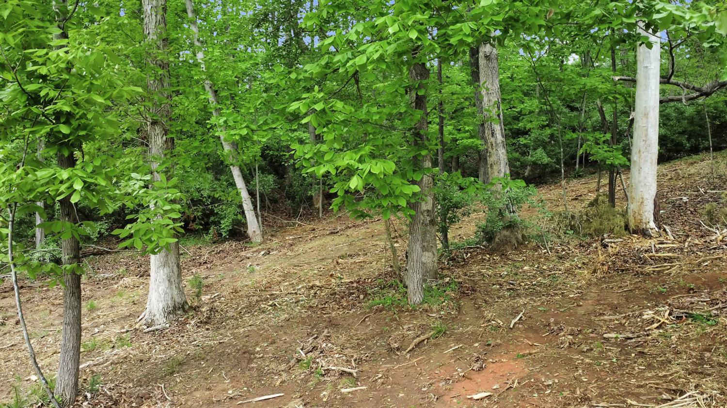 0 Skinnell Mill Road Bedford, VA 24523 - Photo 13 of 18 a view of a forest with trees in the background