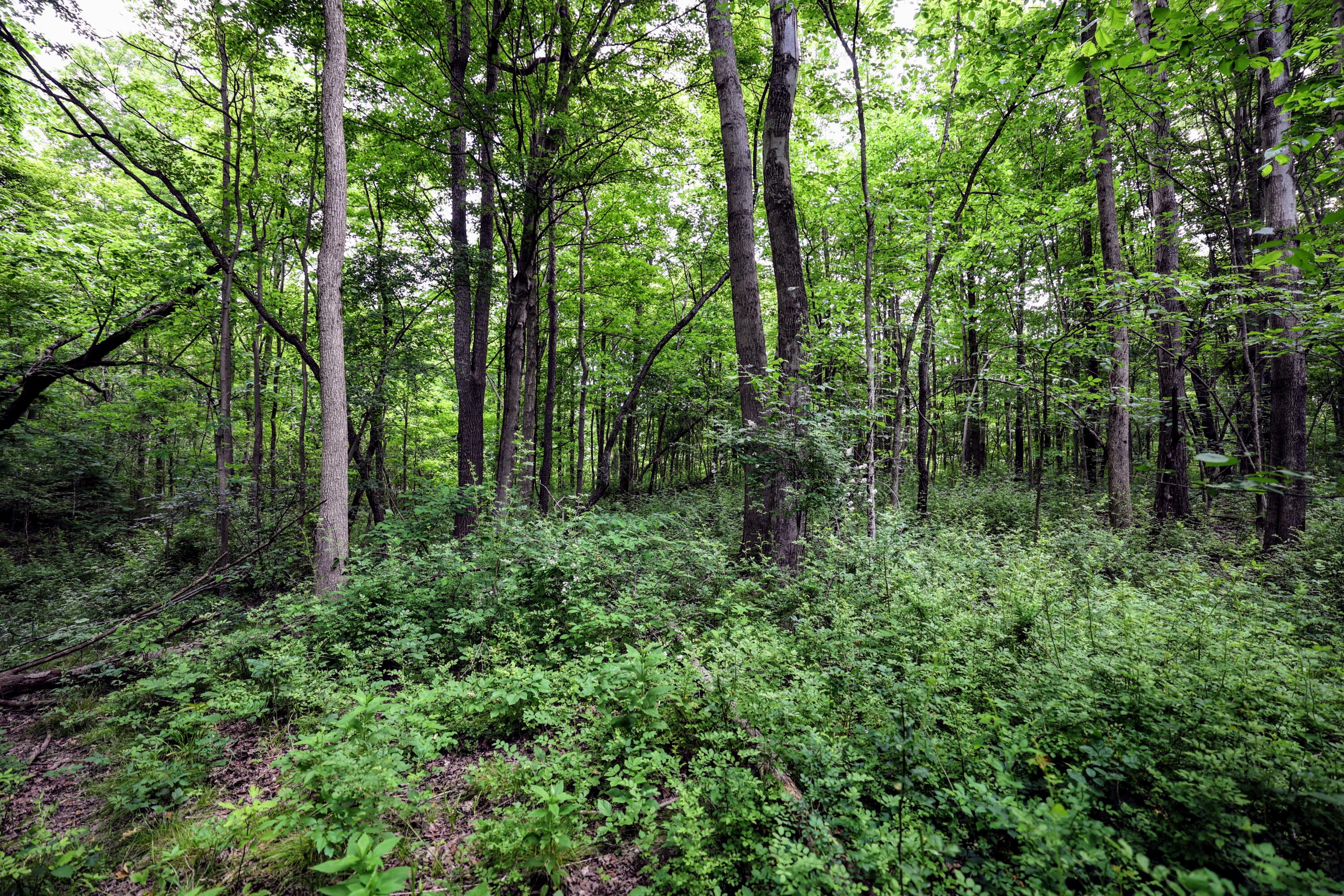 Vl Black River Road Bangor, MI 49013 - Photo 22 of 54 22