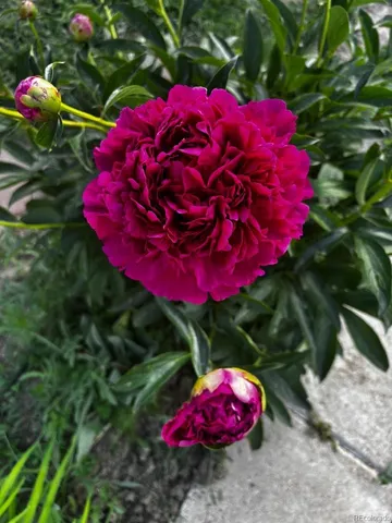a view of grapes plant