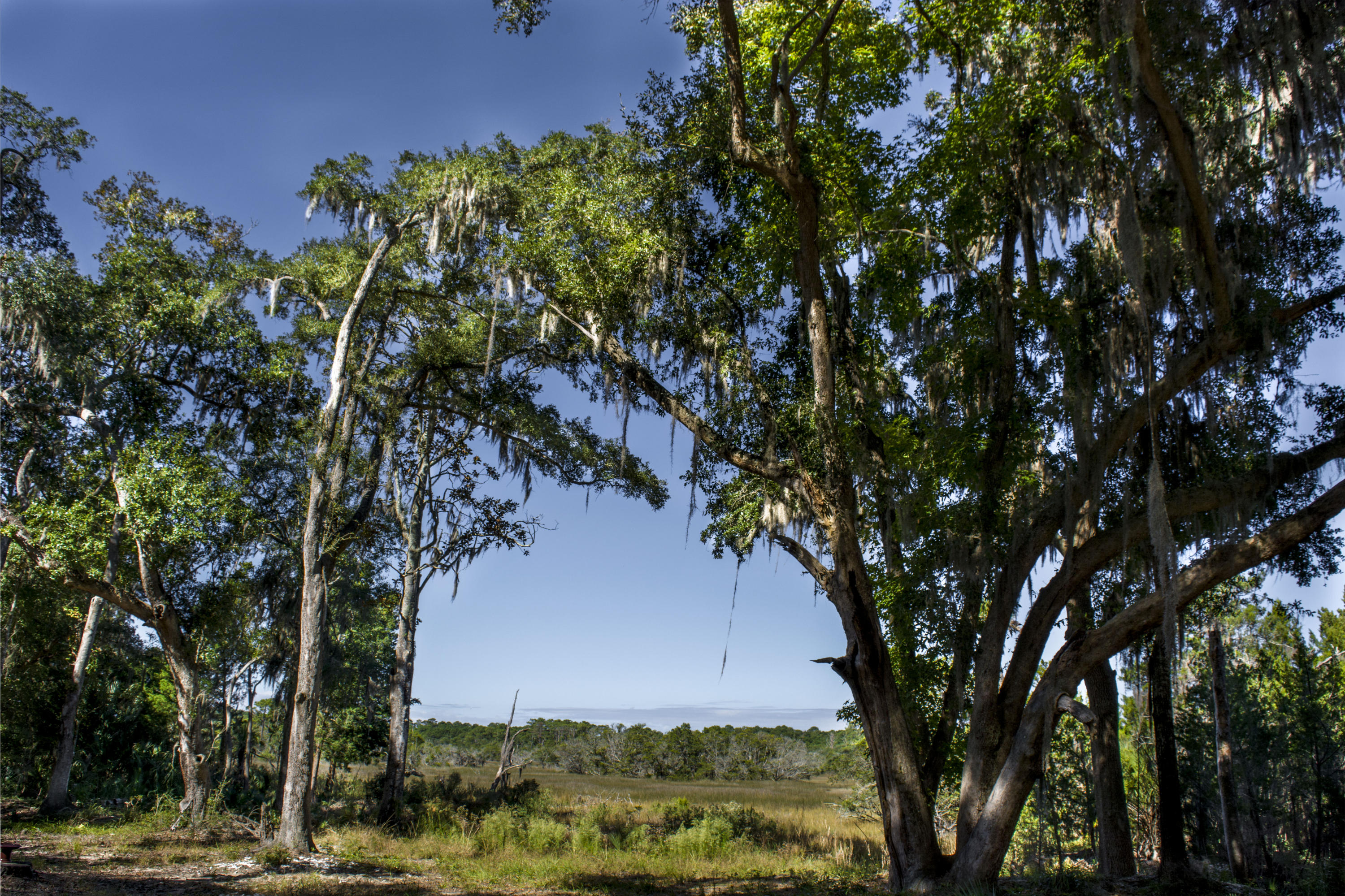 Marsh views