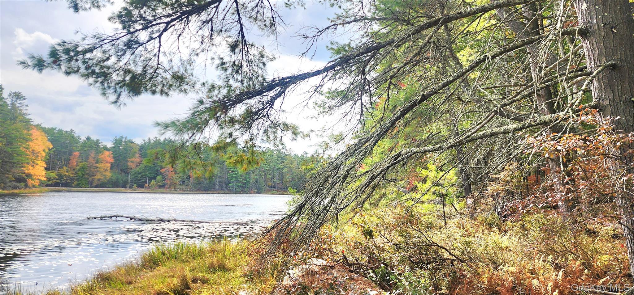 a view of a yard with a trees