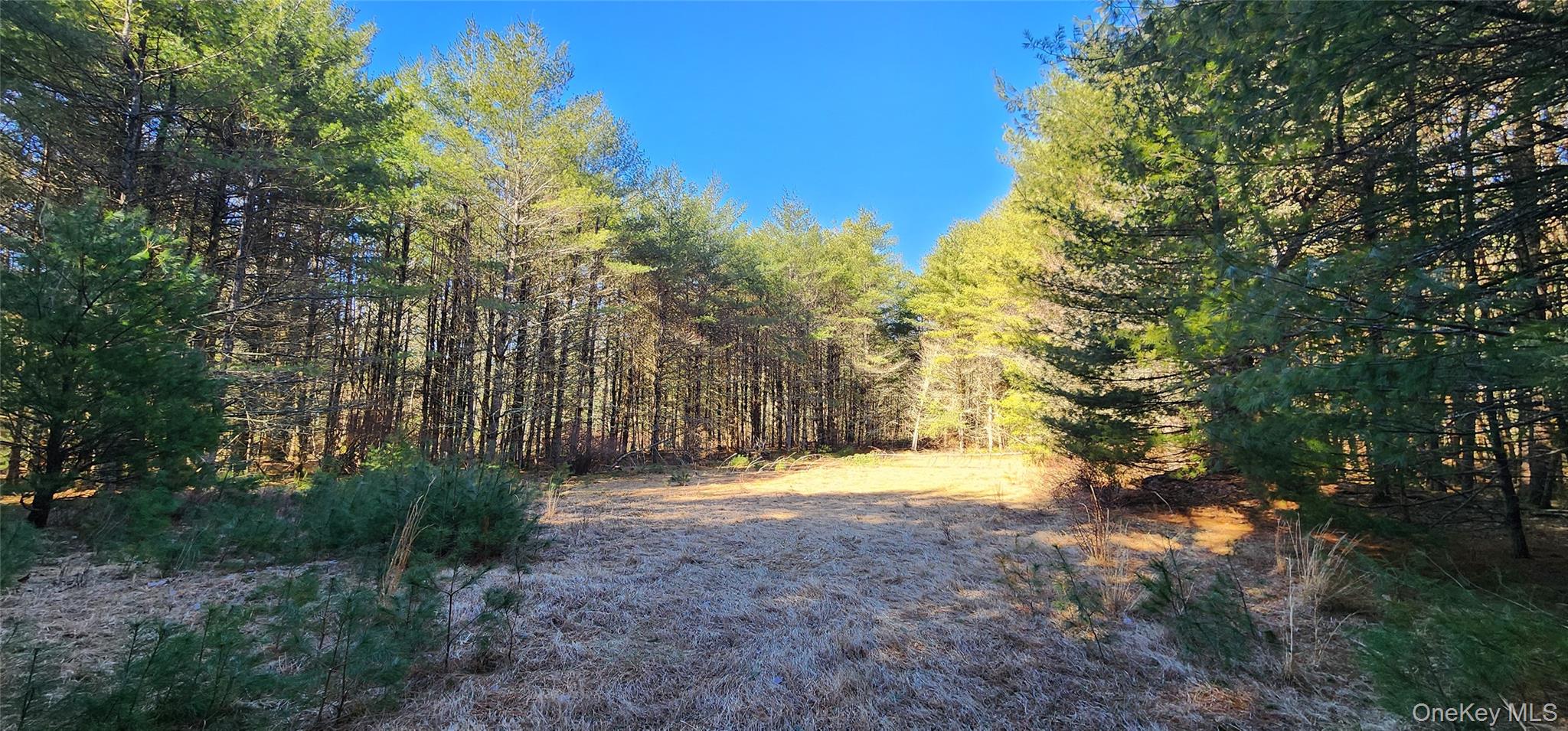 Stag Forest Road Forestburgh, NY 12777 - Photo 16 of 33 a view of outdoor space with trees