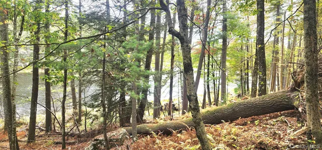 a view of a yard with plants and trees