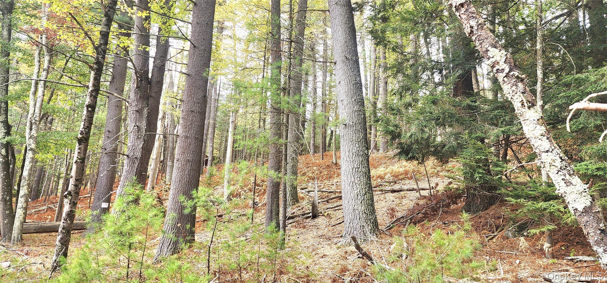 Stag Forest Road Forestburgh, NY 12777 - Photo 30 of 33 a view of backyard of the house