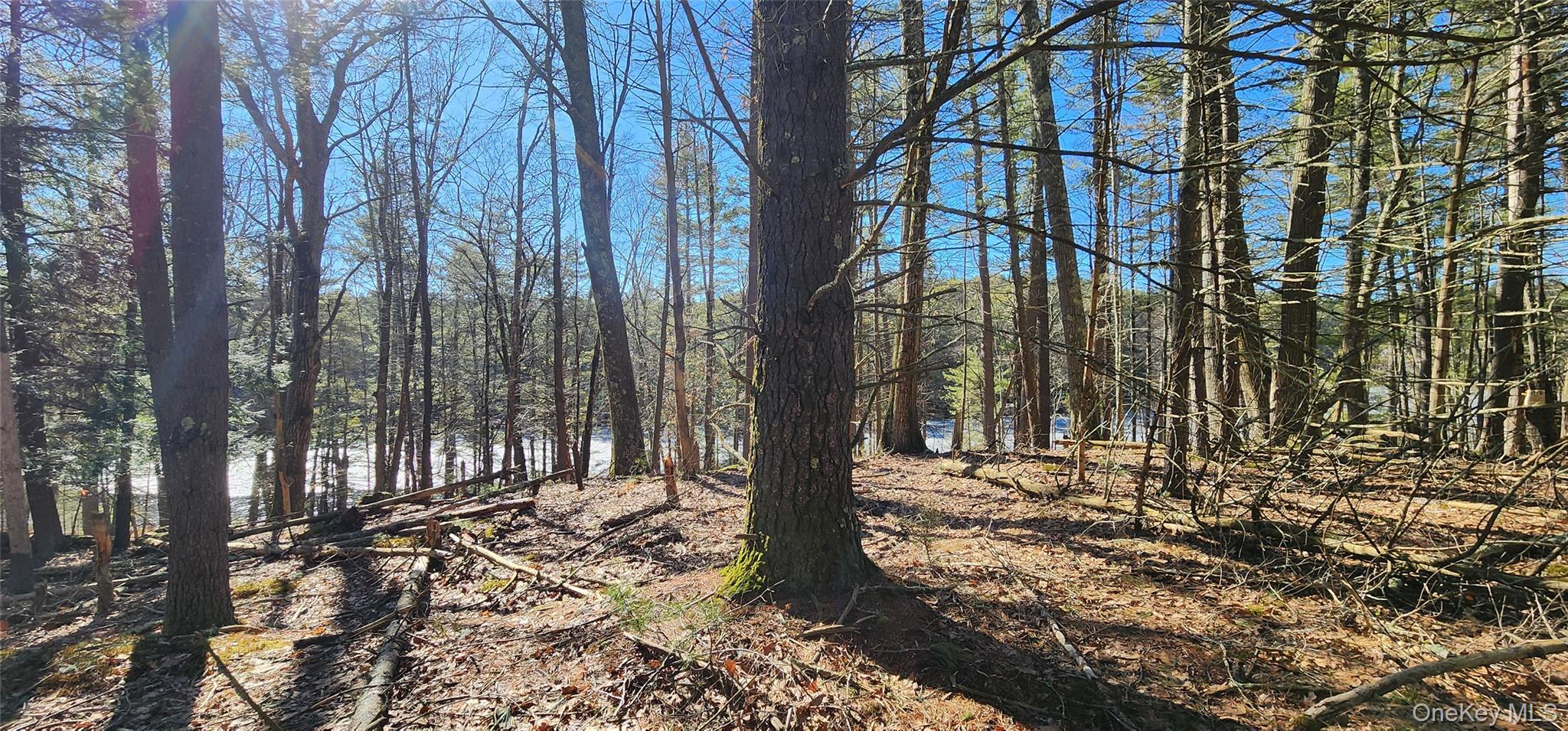 Stag Forest Road Forestburgh, NY 12777 - Photo 3 of 33 a view of a yard with plants and trees
