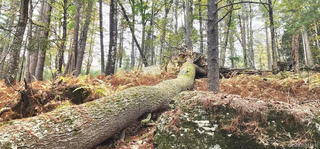$135,000 | Stag Forest Road, Forestburgh, NY 12777