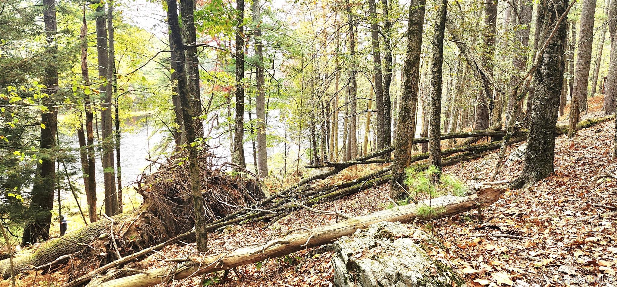 Stag Forest Road Forestburgh, NY 12777 - Photo 32 of 33 a view of a yard with plants and trees
