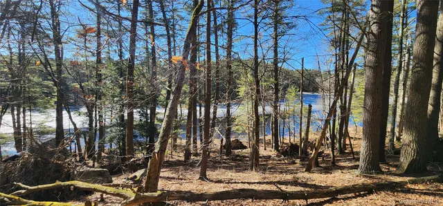 a view of a lake in a forest