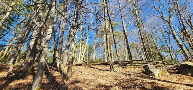 a view of a yard with plants and trees