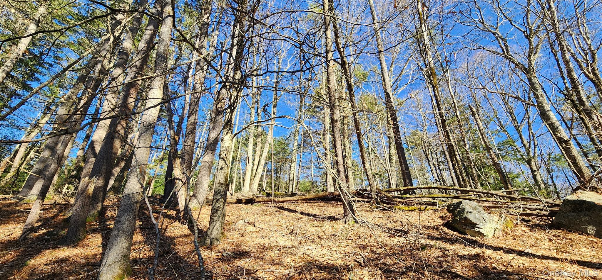 Stag Forest Road Forestburgh, NY 12777 - Photo 8 of 33 a view of a backyard of the house
