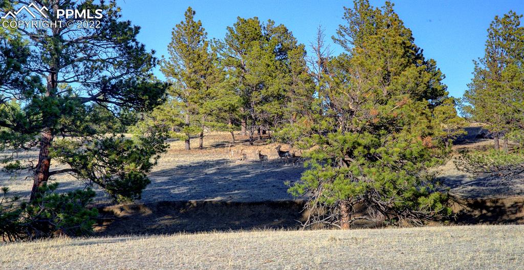 30905 Ridge Road Ramah, CO 80832 - Photo 30 of 36 a view of a yard with plants and trees