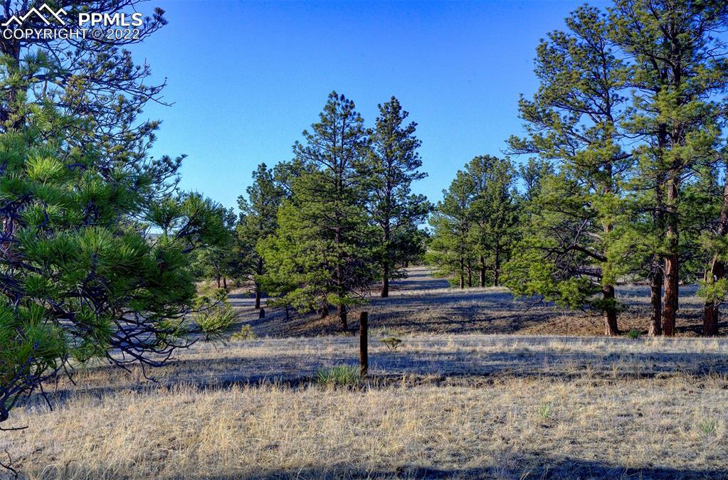 30905 Ridge Road Ramah, CO 80832 - Photo 32 of 36 a view of a yard with plants and large trees