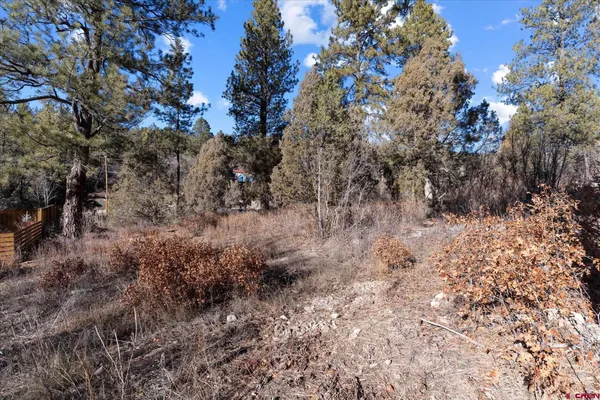a view of a dry space with lots of trees