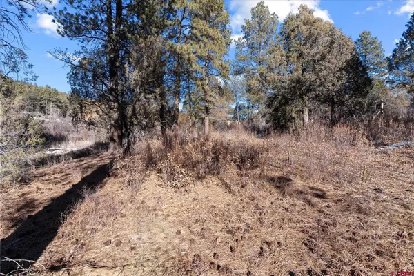 a view of a yard with trees