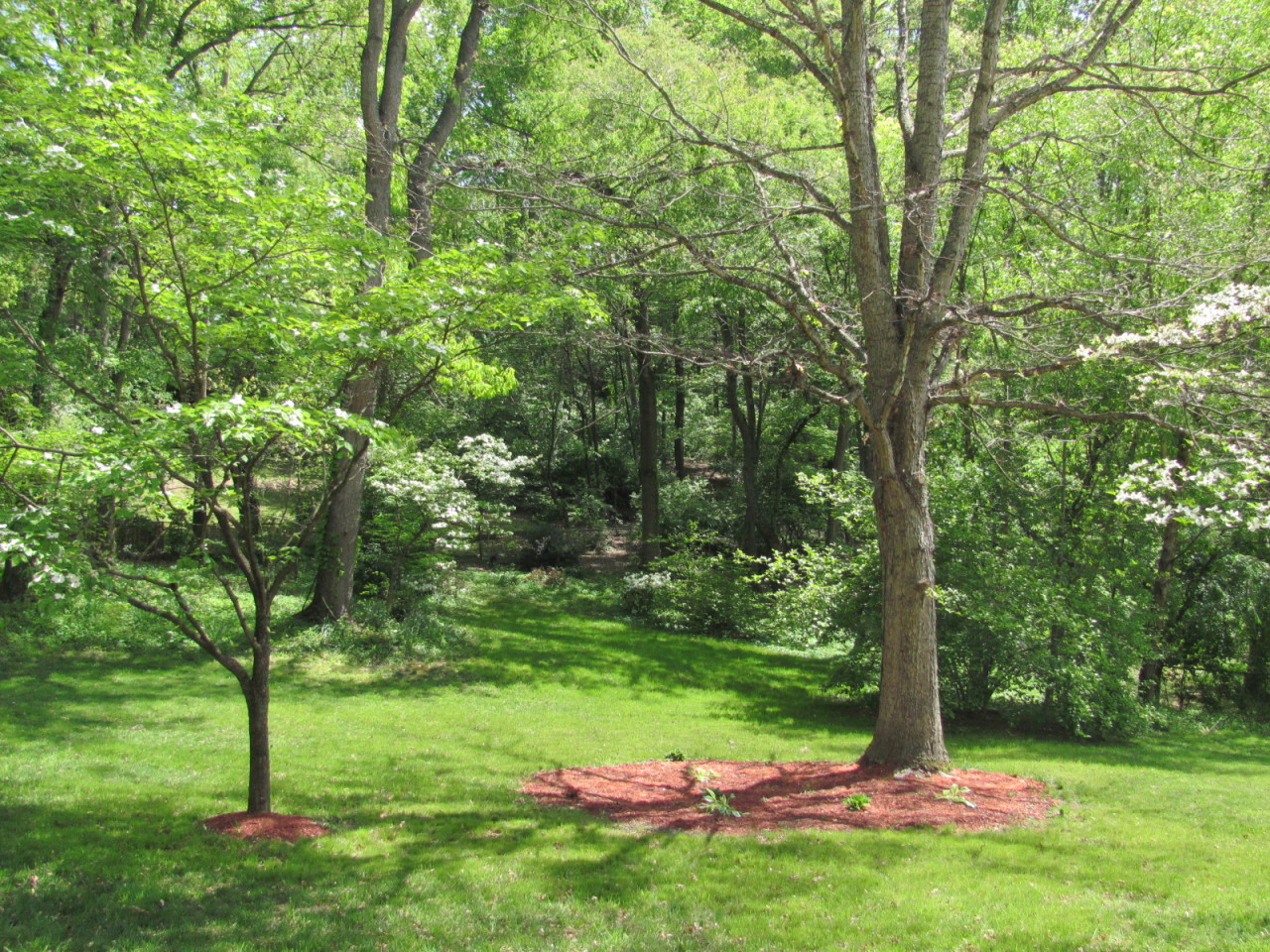 3728 Forest Road Roanoke, VA 24015 - Photo 45 of 49 Back yard
