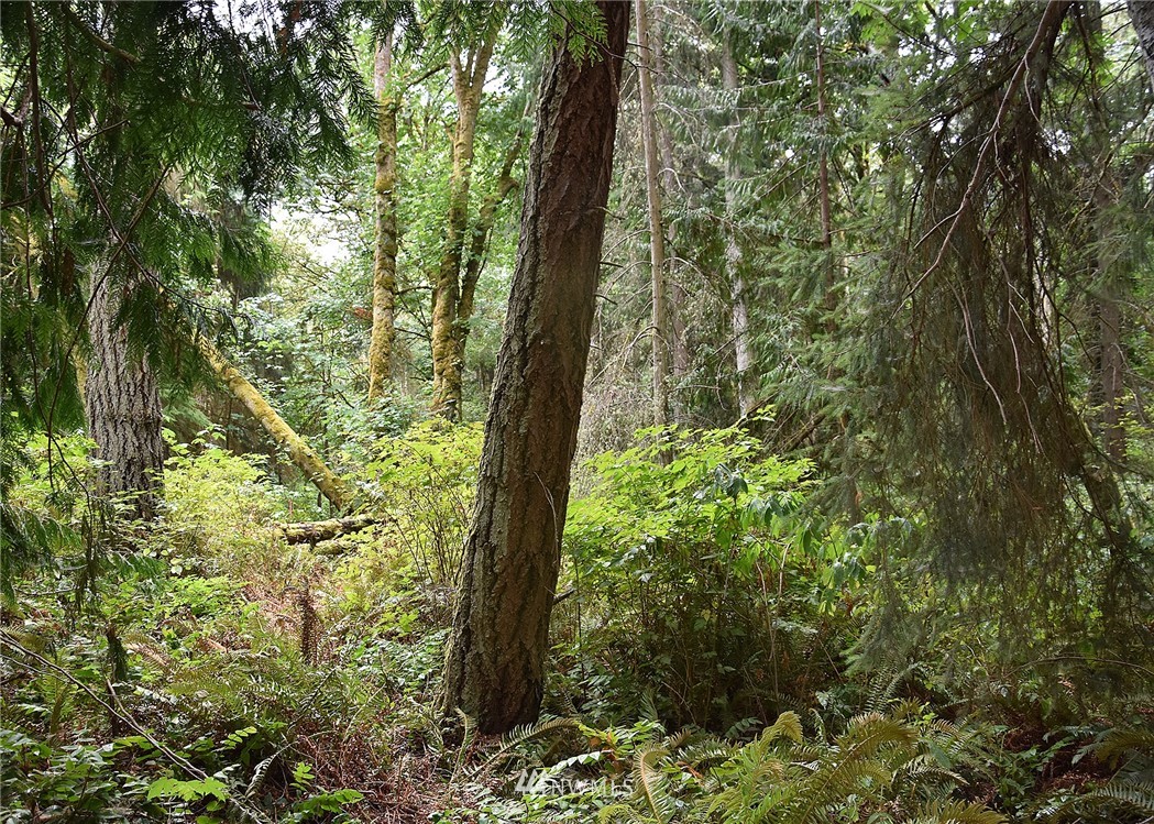 0 Seatter Road Northeast Kingston, WA 98346 - Photo 4 of 15 Gallery Image 4