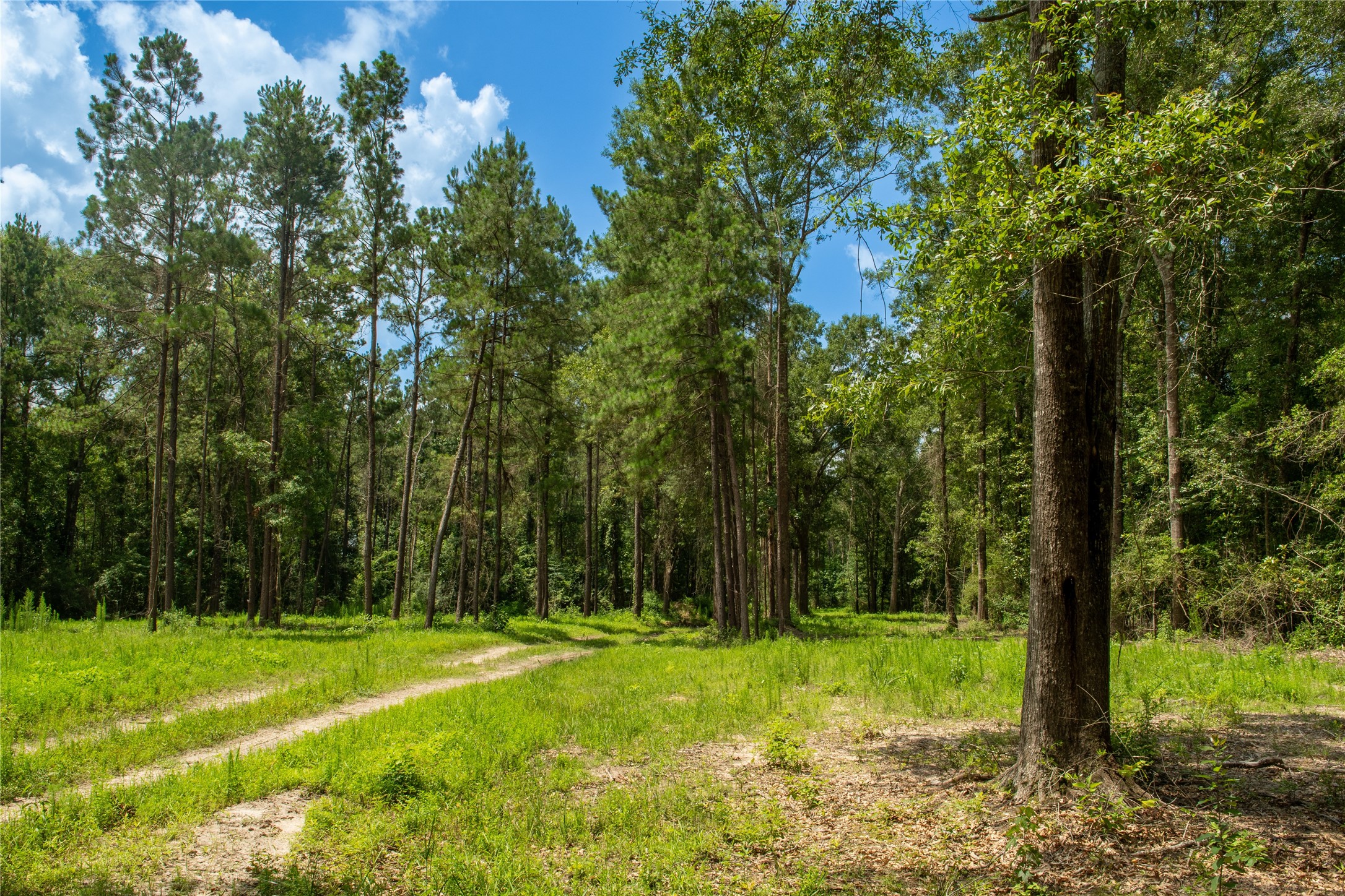 0 County Road 547 Call, TX 75933 - Photo 26 of 26
