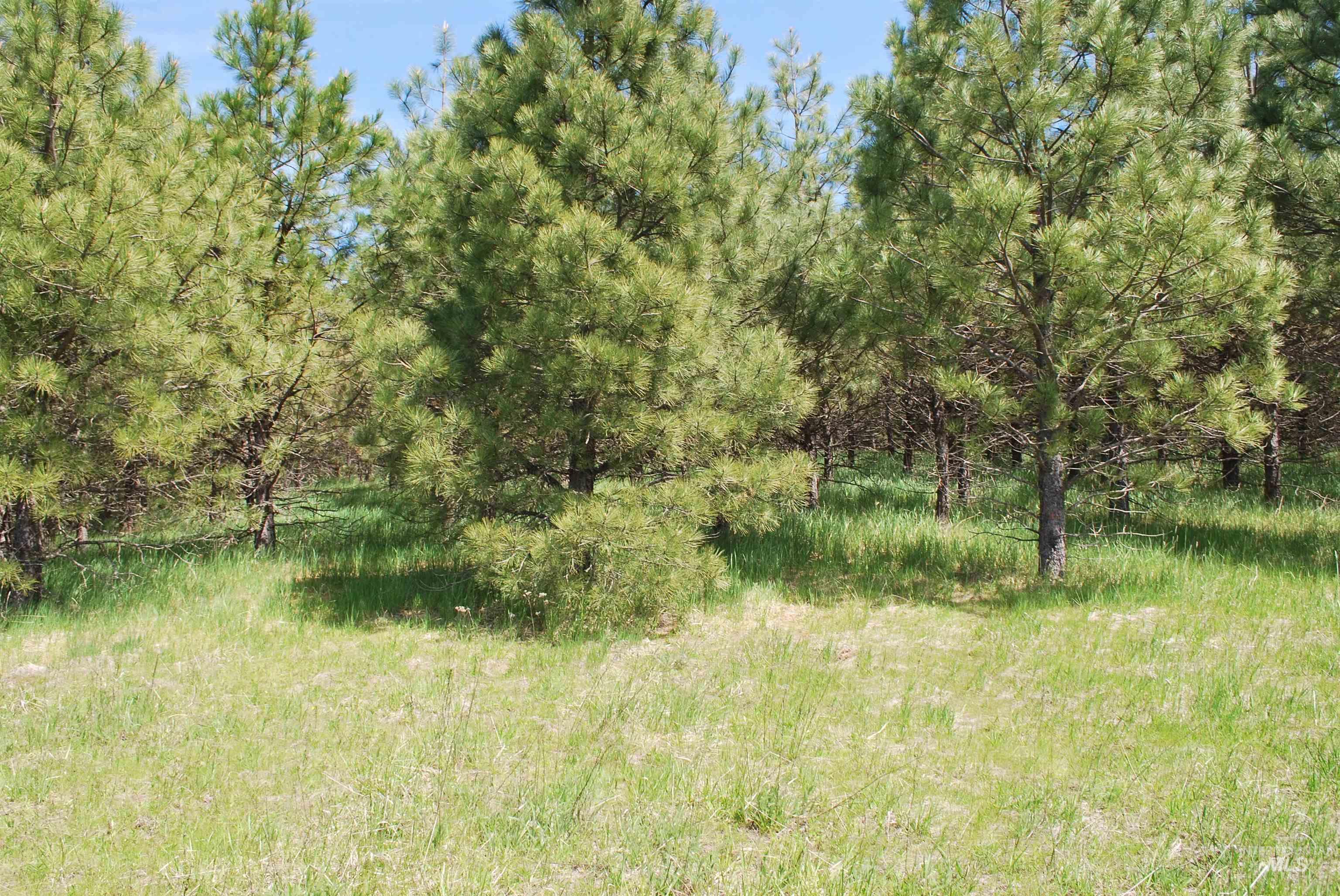 4975 Middle Road Ahsahka, ID 83520 - Photo 25 of 44