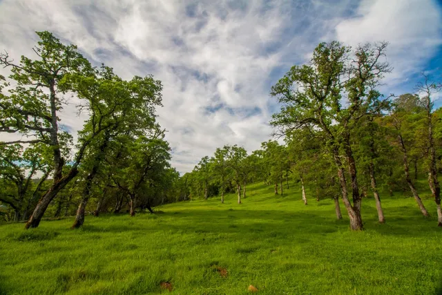 a big yard with lots of green space and plants