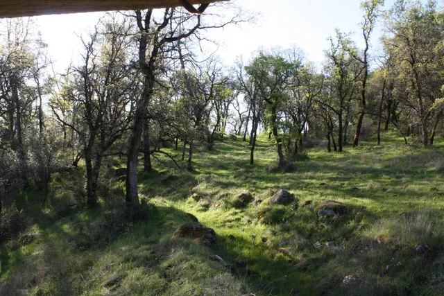 a big yard with lots of green space and deers