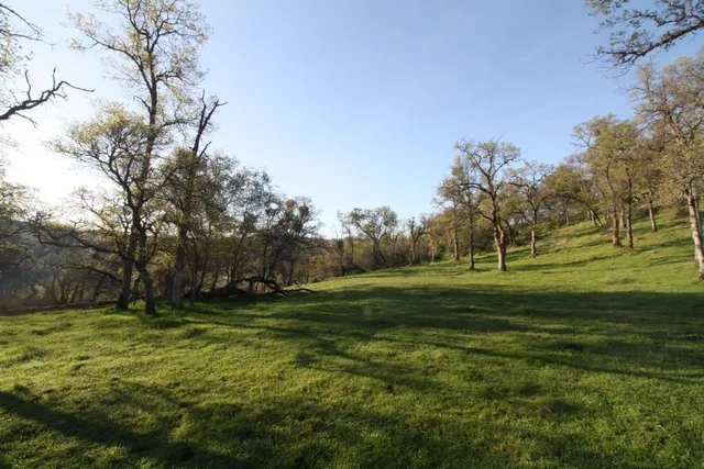 a view of a park with large trees