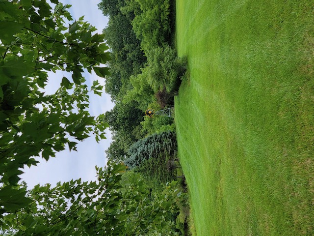 Expansive green lawn framed by mature trees, offering a tranquil outdoor setting.