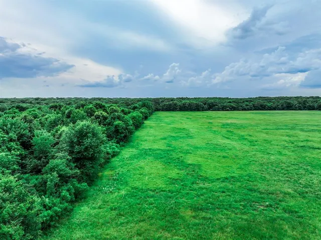 a view of a garden with large trees