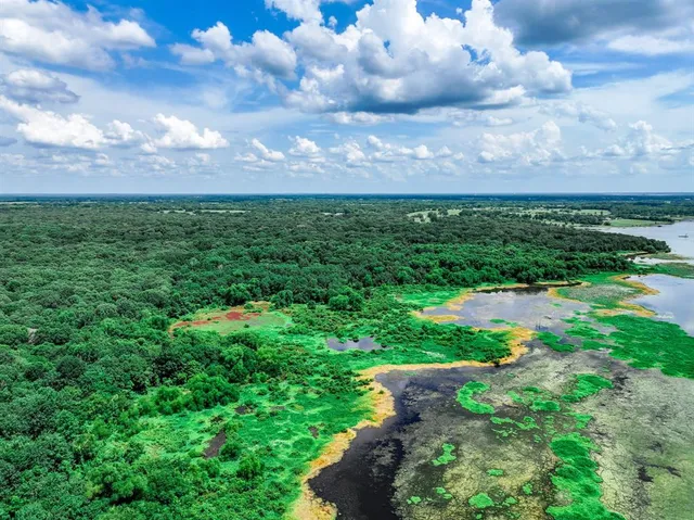 a view of a big yard with plants and large trees