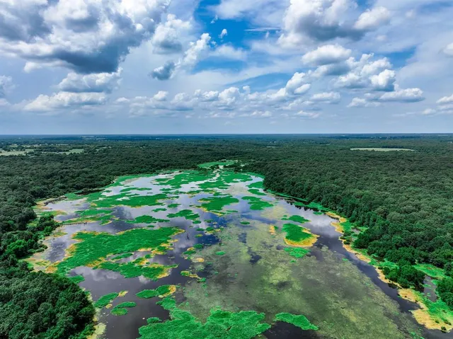 a view of a lush green forest