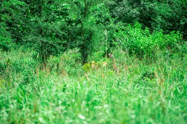 a view of a lush green forest