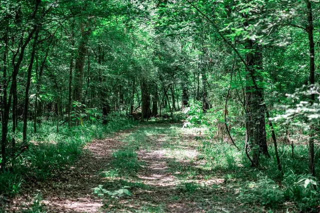 a view of a garden with an outdoor space