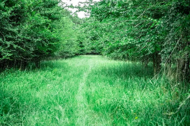 a view of a lush green space
