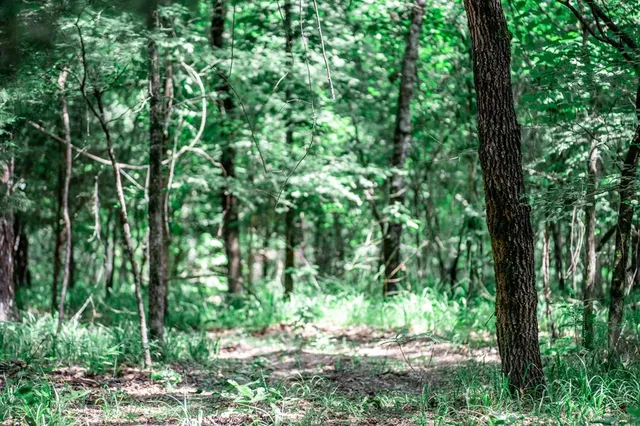a view of outdoor space and trees