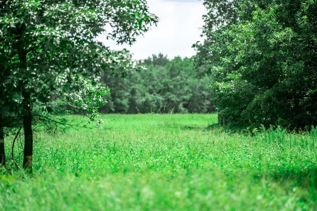 a view of a garden from a yard