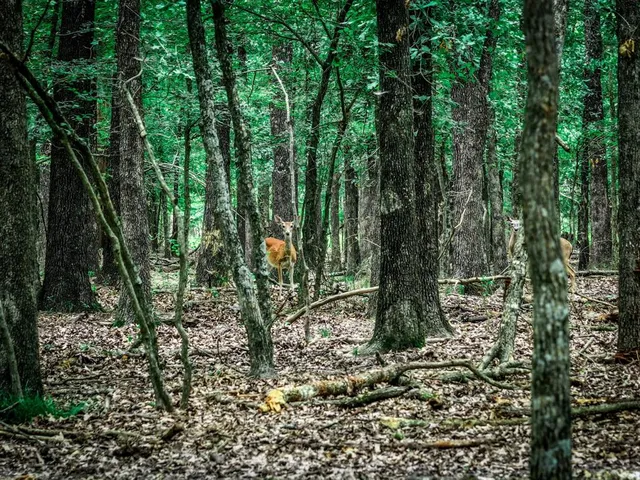a view of a forest with large trees