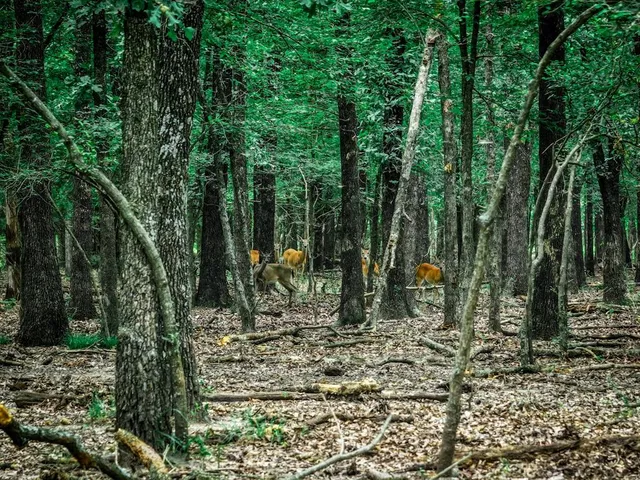 a view of outdoor space with lots of trees