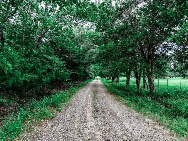 a view of a yard with plants and large trees
