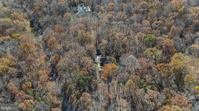 a close up of a tree
