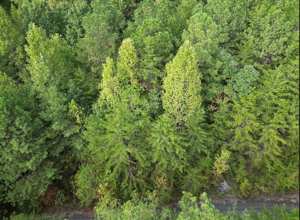 23 Amber Drive Rockmart, GA 30153 - Photo 9 of 12